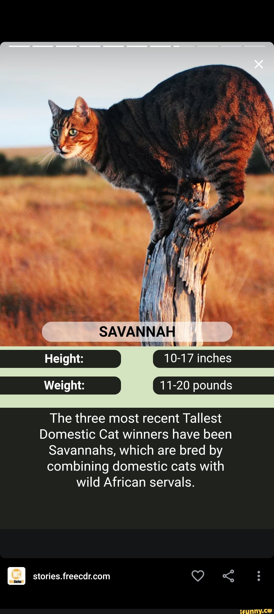 Servals memes. Best Collection of funny Servals pictures on iFunny