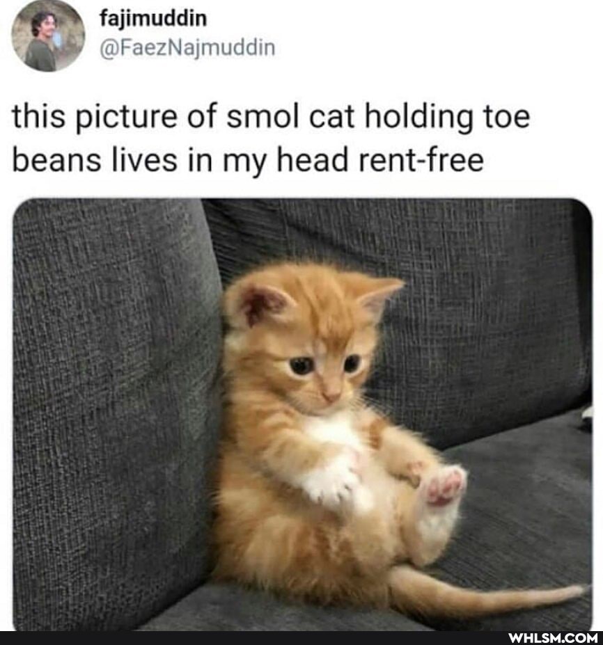 @FaezNajmuddin
this picture of smol cat holding toe beans lives in my head rent-free