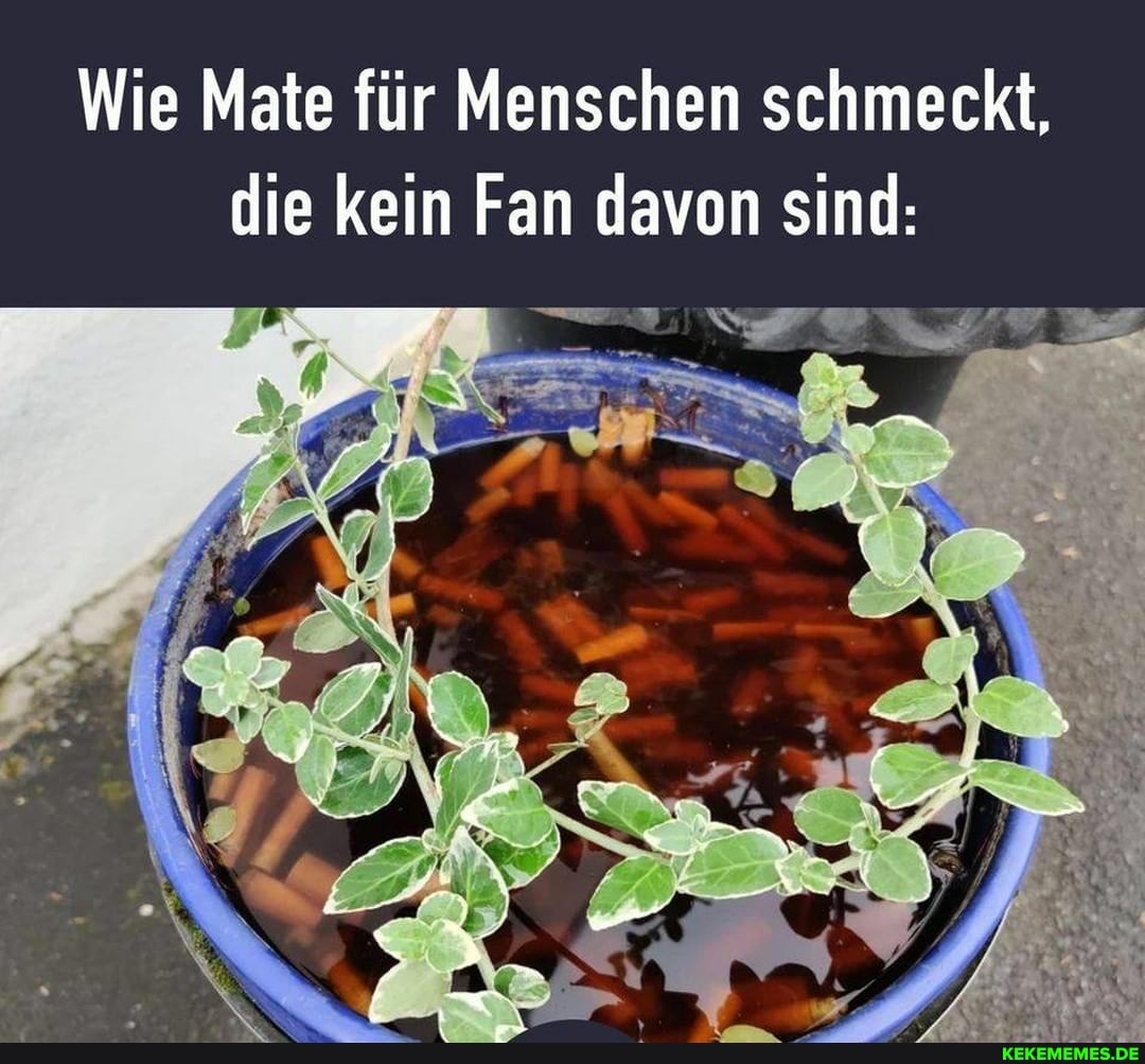 Wie Mate für Menschen schmeckt, die kein Fan davon sind: