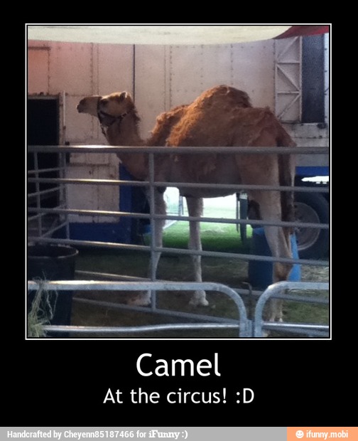 Camel
At the circus! :D - Camel
At the circus! :D