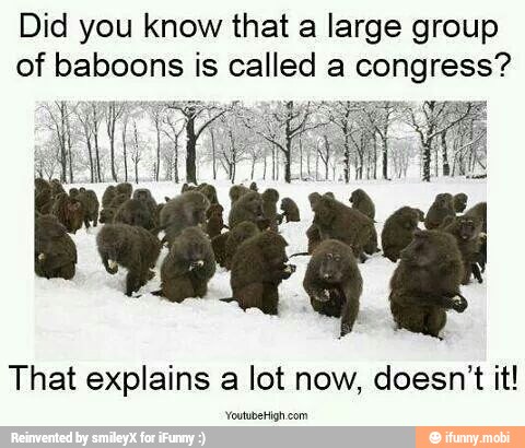 Did you know that a large group
of baboons is called a congress?
That explains a lot now, doesn't it!
voutubekigh com