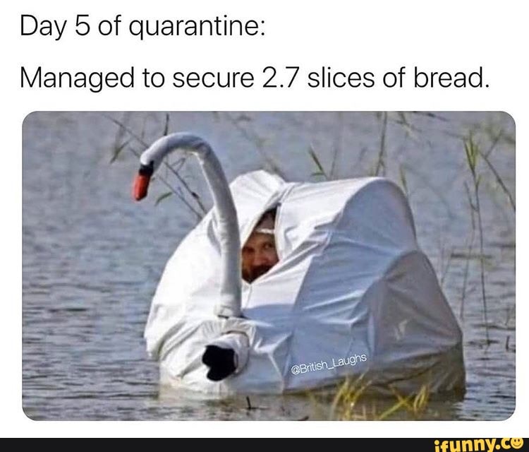 Day 5 of quarantine: Managed to secure 2.7 slices of bread. - iFunny