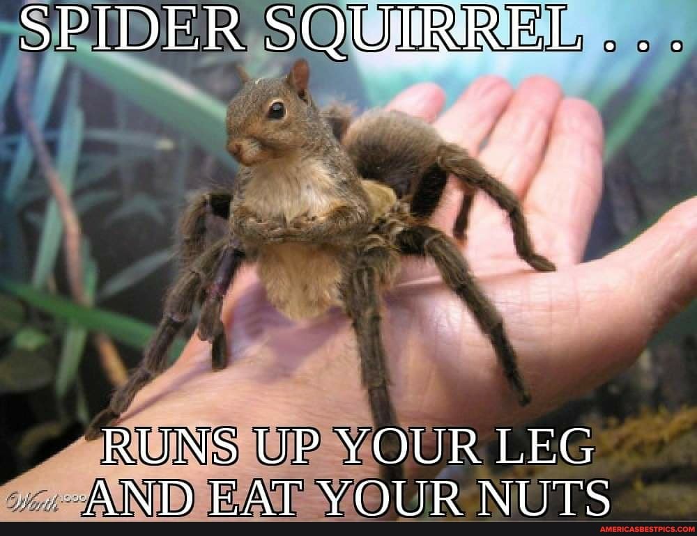 SPIDER SQUIRREL
RUNS UP YOUR LEG AND EAT YOUR NUTS