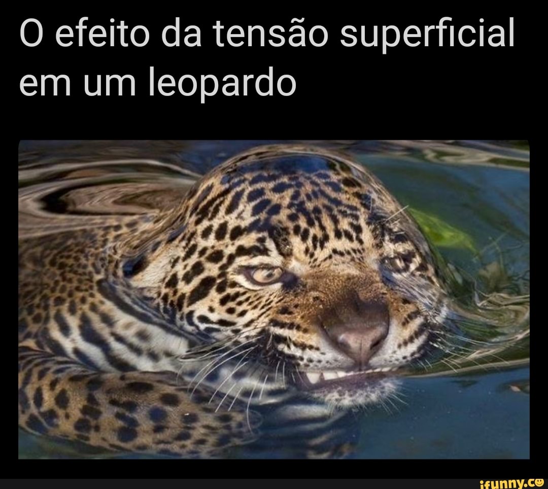 O efeito da tensão superficial em um leopardo