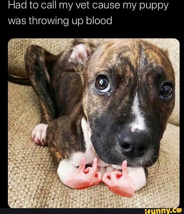 Why Would A Dog Puke Up Blood