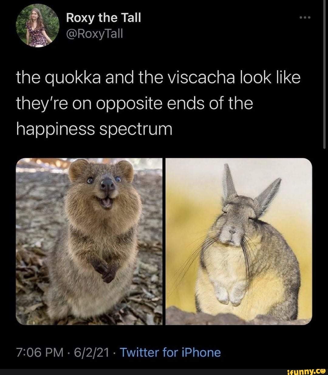 Roxy the Tall @RoxyTall the quokka and the viscacha look like they're ...