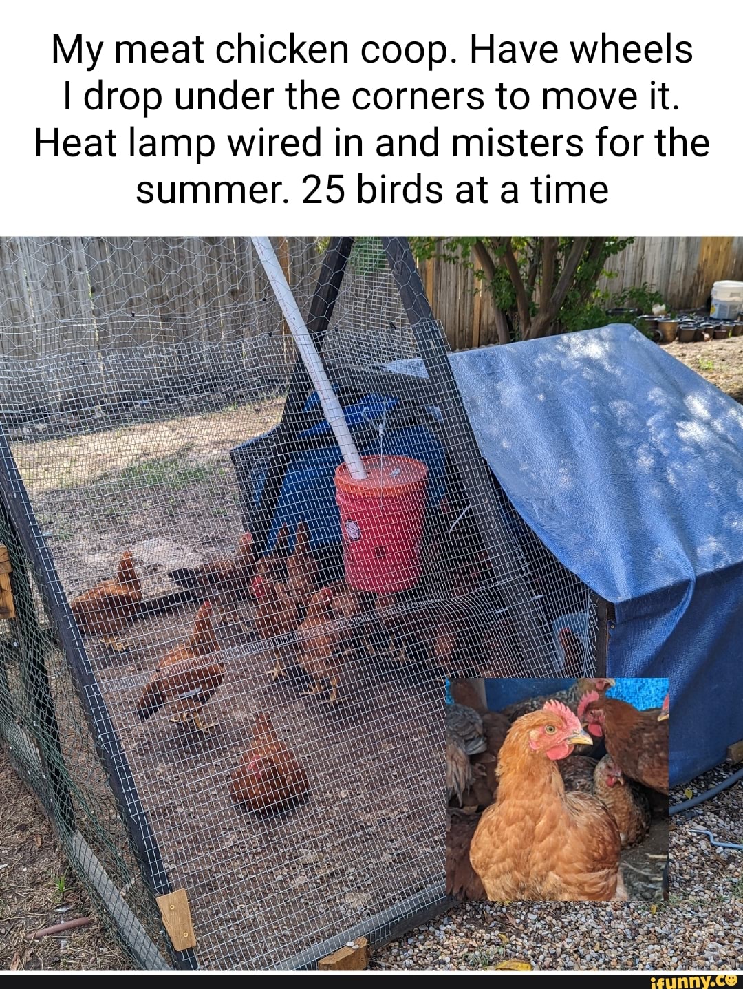 My meat chicken coop. Have wheels I drop under the corners to move it