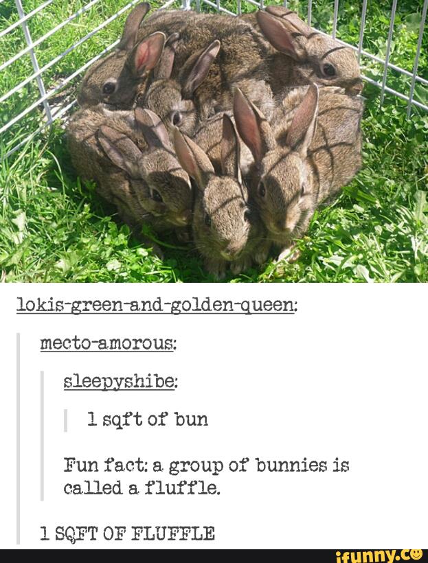 Fun fact a group of bunnies is called & fluffle. 1 SQFT OF FLUFFLE )