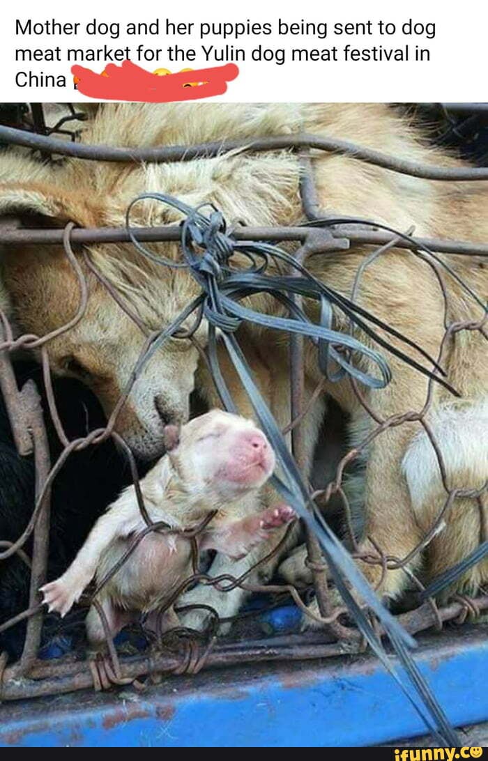 Mother dog and her puppies being sent to dog
meat market for the Yulin dog meat festival in
China
