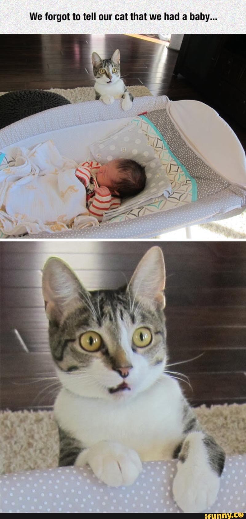 We forgot to tell our cat that we had a baby...