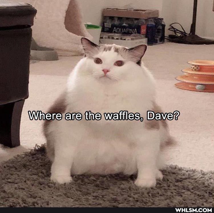 Where are the waffles, Dave?