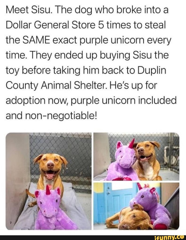 Meet Sisu. The dog who broke into a Dollar General Store 5 times to