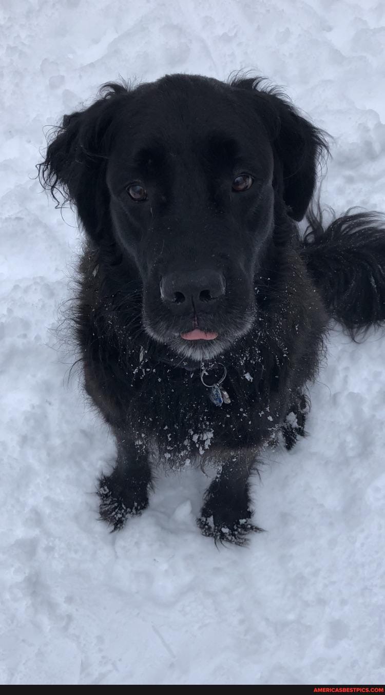 morgan, year, old, golden, saint, puppers, best, friend