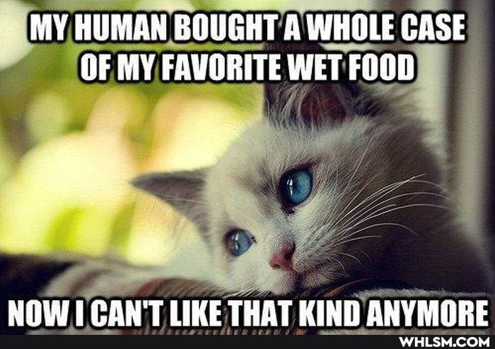 MY HUMAN AN BOUGHT WHOLE CASE
OF MY FAVORITE WET FOOD
NOW ICANT TIME THAT MIND ANVMORE
