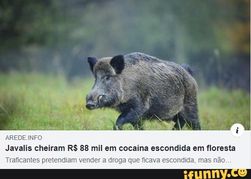 EDE INFO
Javalis cheiram R$ 88 mil em cocaina escondida em floresta
Traficantes pretendiam vender a droga que ficava escondida, mas não.