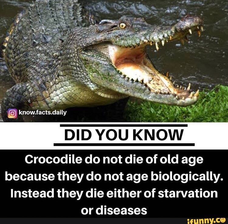 DID YOU KNOW Crocodile do not die of old age because they do not age biologically.
Instead they die either of starvation or diseases