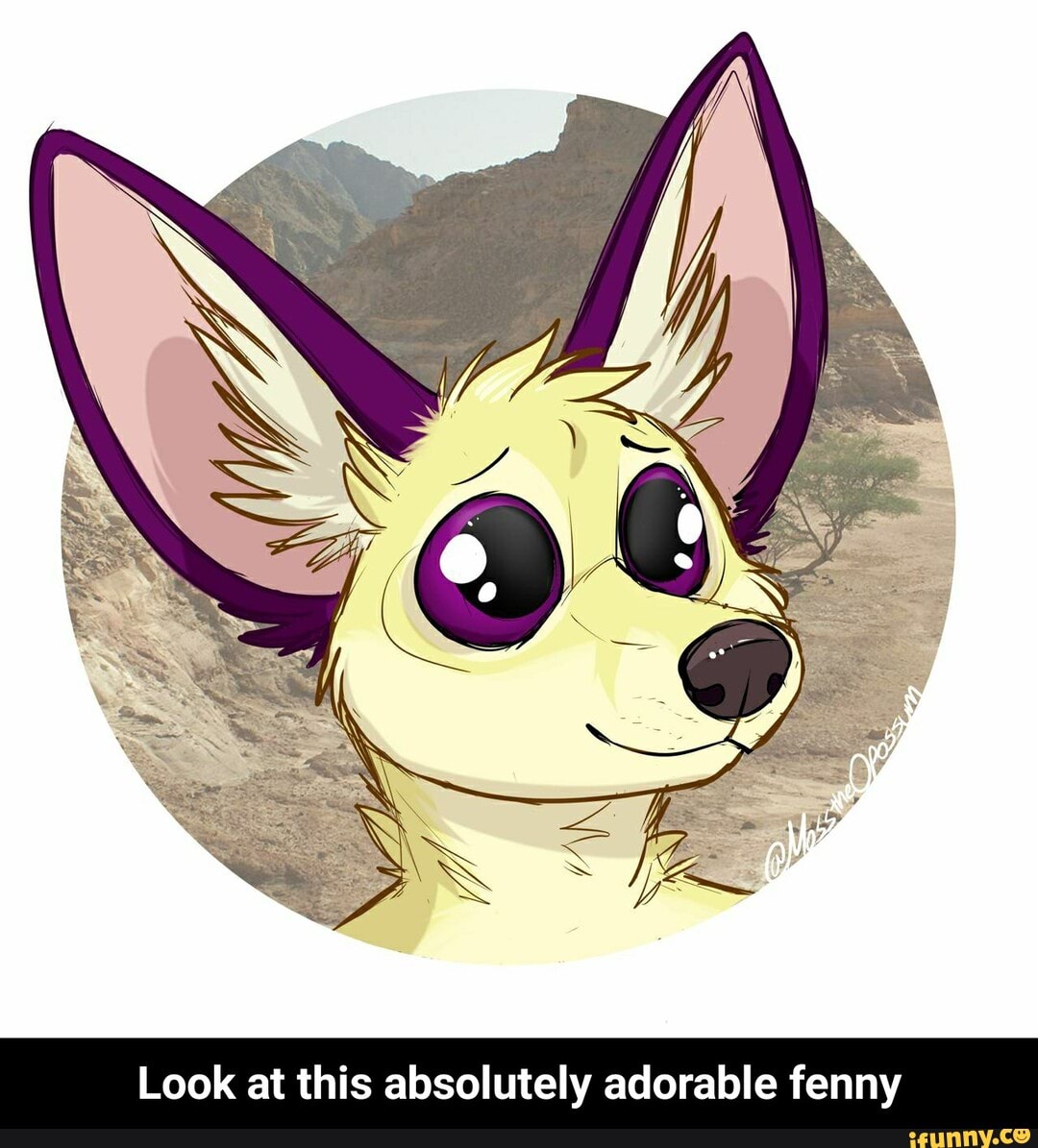 Look at this absolutely adorable fenny - Look at this absolutely adorable fenny
