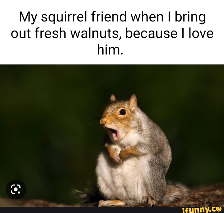 My squirrel friend when I bring out fresh walnuts, because I love him ...