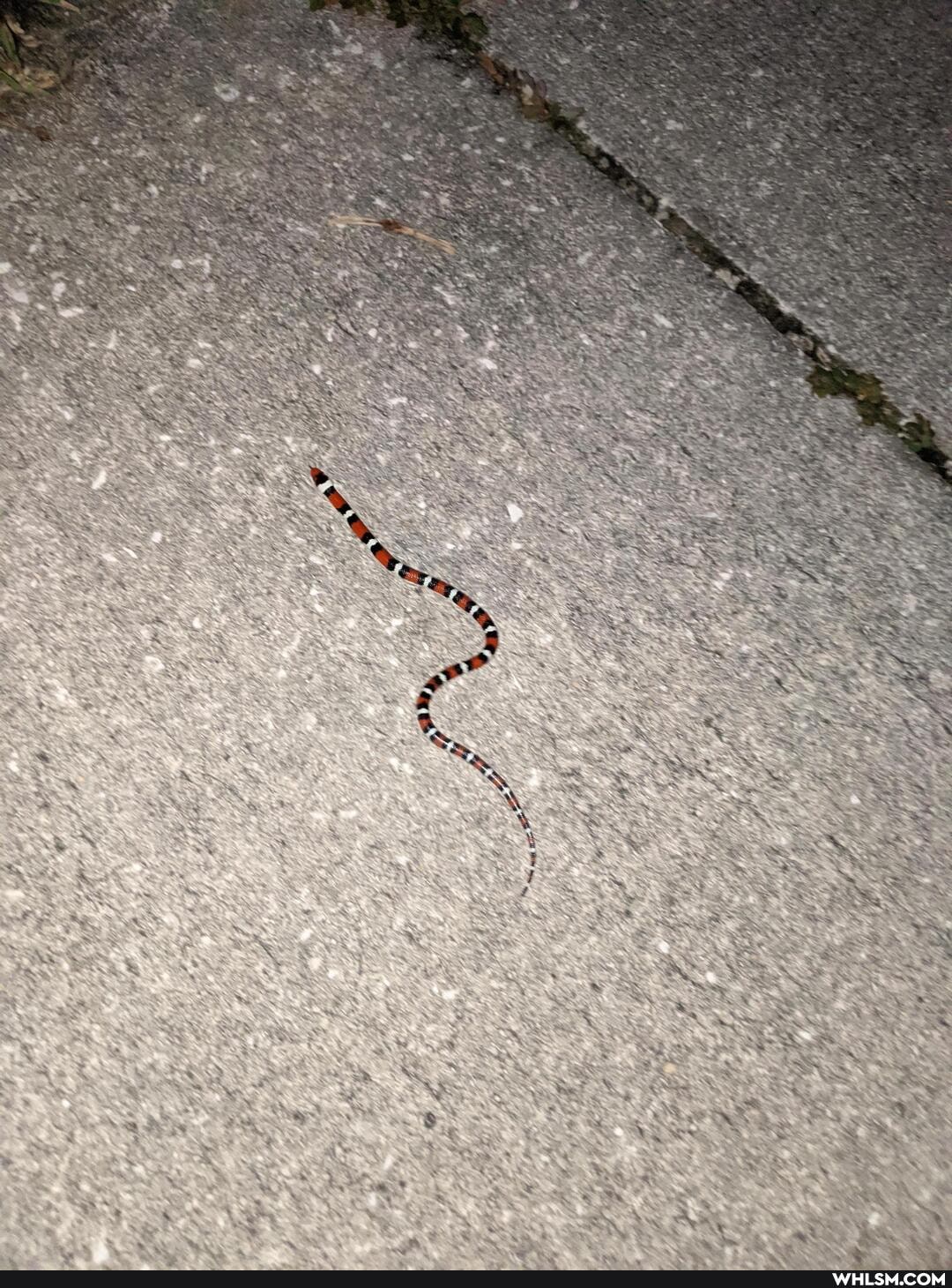 snake, reptile, baby_animals, baby