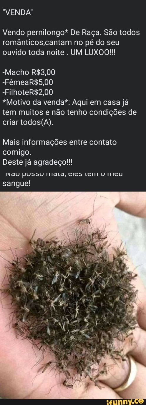 "VENDA"
Vendo pernilongo* De Raça. São todos românticos ,cantam no pé do seu ouvido toda noite . UM LUXOO!!!
-Macho
*Motivo da venda*: Aqui em casa já tem muitos e não tenho condições de criar
Mais informações entre contato comigo.
Deste já agradeço!!!
INdU pUSSU Ilata, CIES Lei meu sangue!