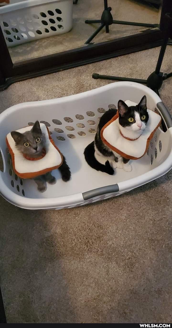 cats, ham, funny, surprise