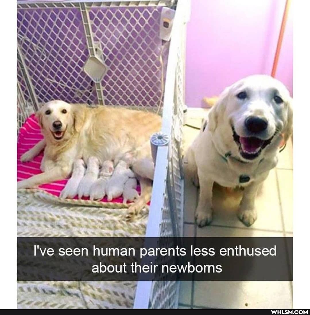 I've seen human parents less enthused about their newborns