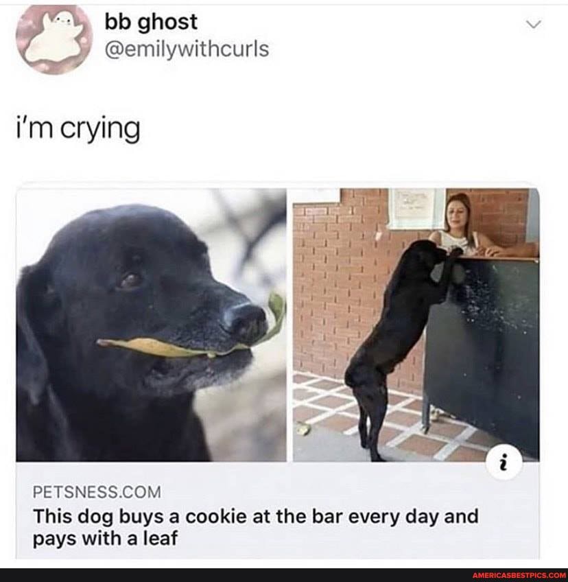 bb ghost
@emilywithcurls
i'm crying
This dog buys a cookie at the bar every day and pays with a leaf