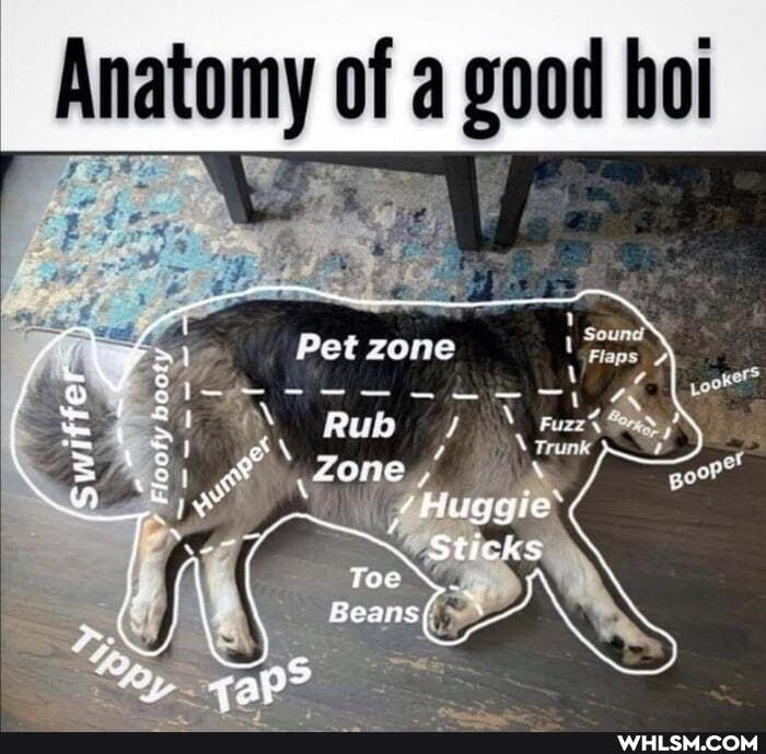 Anatomy of a good boi
Toe
Beans