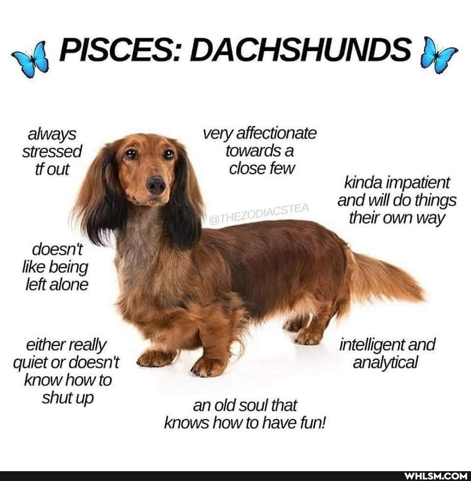 PISCES: DACHSHUNDS
always very affectionate stressed towards a tf out close few
kinda impatient and will do things their own way
doesn't like being
left alone either really intelligent and quiet or doesn't analytical know how to shut up an old soul that
knows how to have fun!