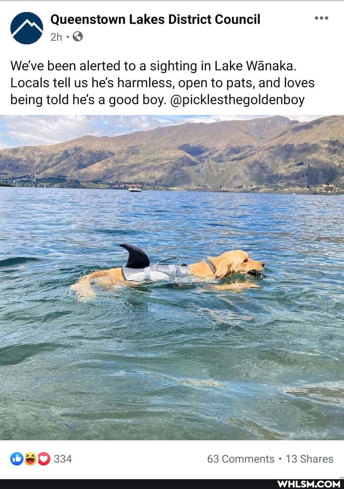 CN Queenstown Lakes District Council
We've been alerted to a sighting in Lake Wanaka.
Locals tell us he's harmless, open to pats, and loves being told he's a good boy. @picklesthegoldenboy
334 63 Comments 13 Shares