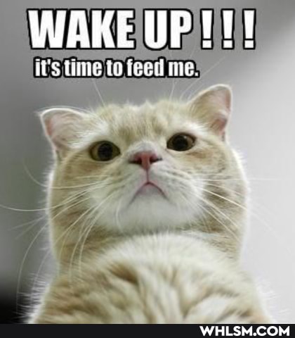WAKE OP
it's timeIto feed me