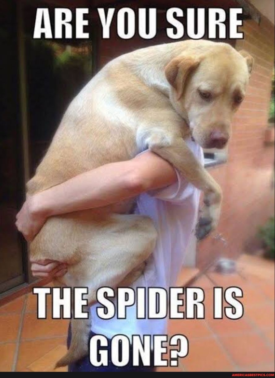 ARE YOU SURE
THE SPIDER IS