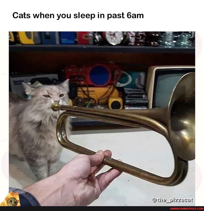 Cats when you sleep in past