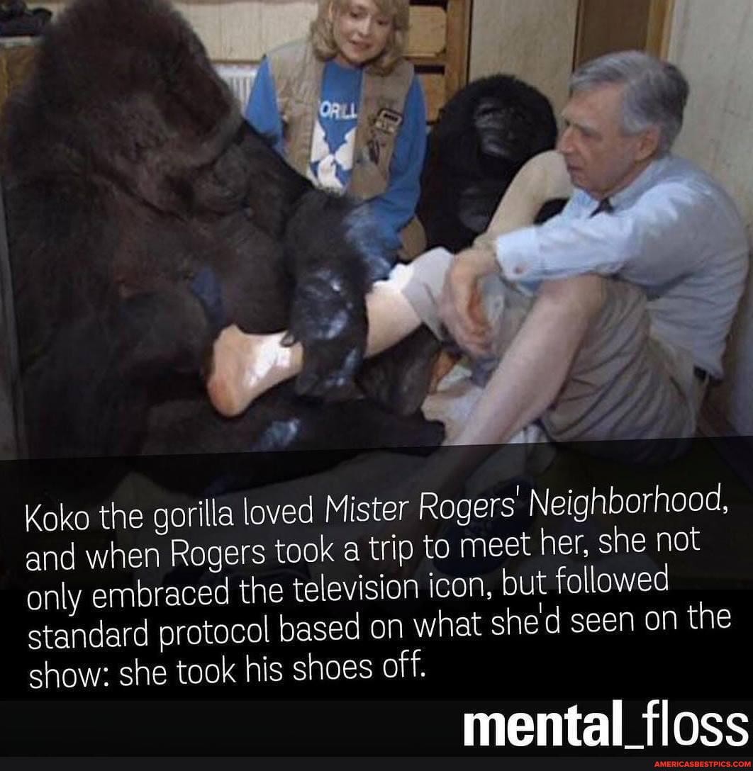 Koko the gorilla loved Mister Rogers Neighborhood, and when Rogers took a trip to meet her, she not only embraced the television icon, but followed standard protocol based on what shed seen on the show: she took his shoes off.
mental flasc