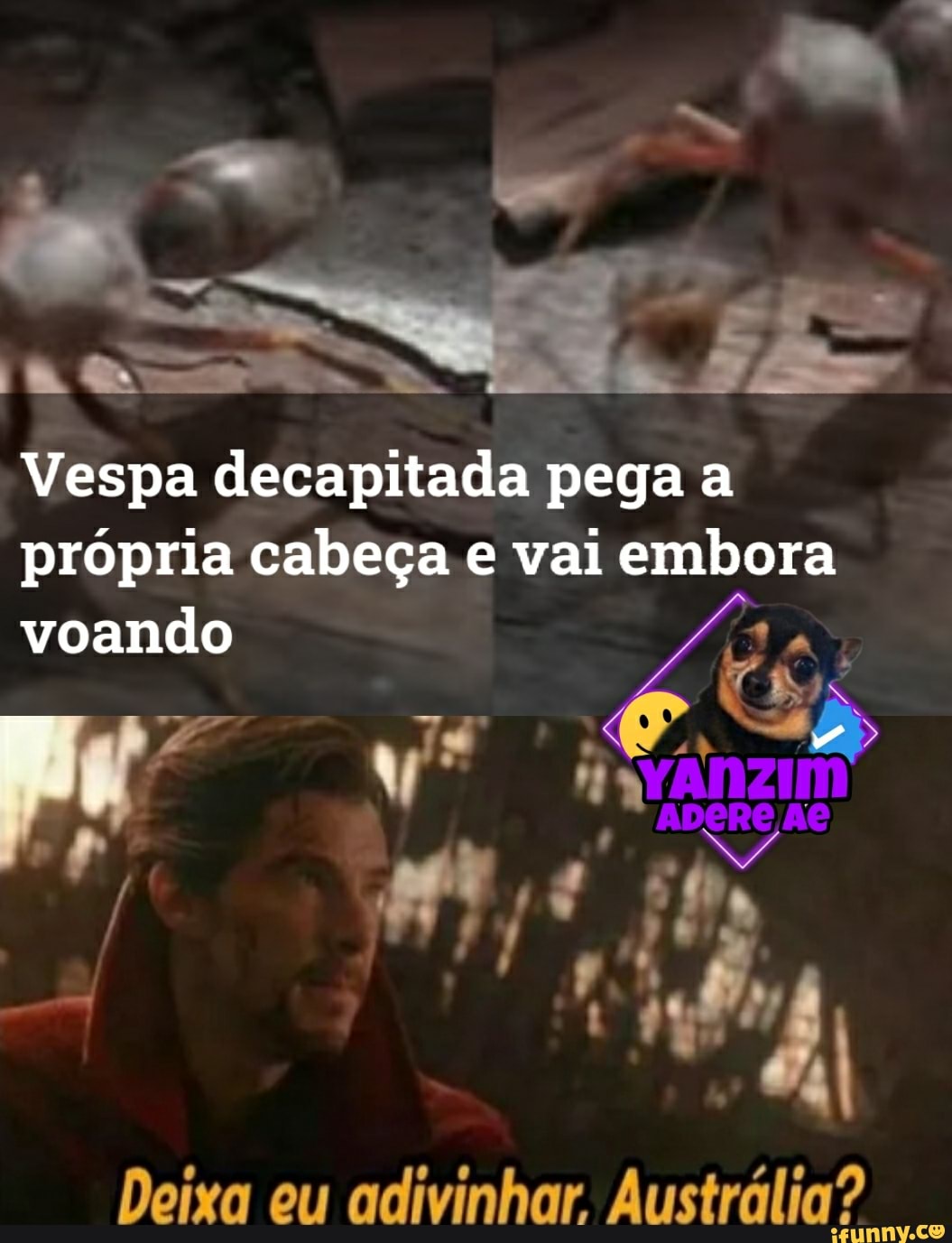 Vespa decapitada pega a própria cabeça e vai embora voando
EN
Deixa eu adivinhar Austrália?