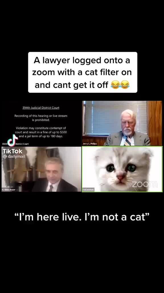 A Lawyer Logged Onto A Zoom With A Cat Filter On And Cant Get It Off Tiktok Zoo I M Here Live I M Not A Cat Ifunny