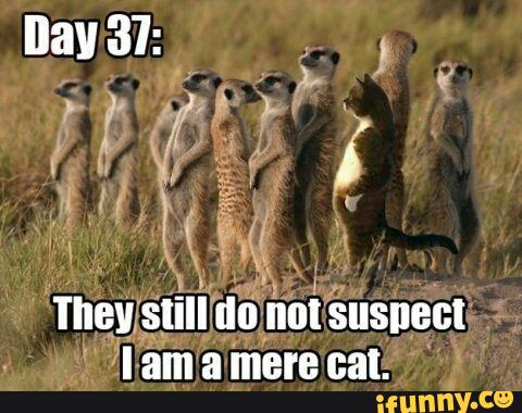 cringe, pun, lol, meerkat, meercat