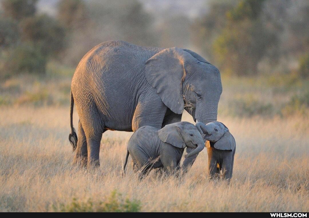 cute_animal, baby_animals, wholesome
