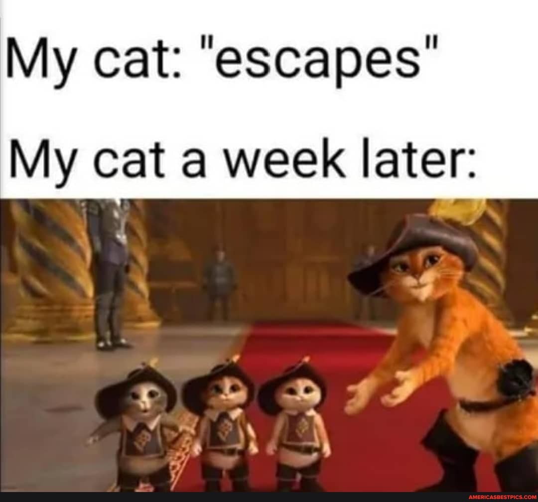 My cat: "escapes"
My cat a week later:
il