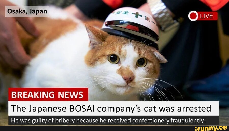 Osaka, Japan O LIVE BREAKING NEWS The Japanese BOSAI company's cat was arrested He was guilty of