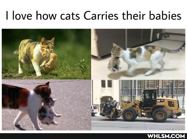 I love how cats Carries their babies