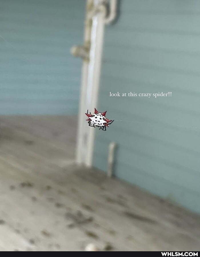 look at this crazy spider!!!