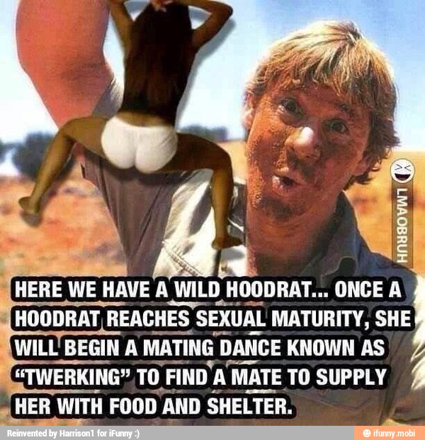 HERE WE HAVE A WILD
H
HOODRAT... ONCE A
HOODRAT, REACHES SEXUAL MATURITY, SHE
WILL BEGIN A
MATIE ING D DANCE KNOWN AS
"TWERKING" TO FIND' AN MATE TO SUPPLY
a
HER
WITH FOOD
I AND SHELTER.
