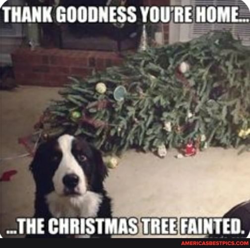 THANK GOODNESS YOU REHOME.
THE CHRISTMAS TREE FAIRTED.