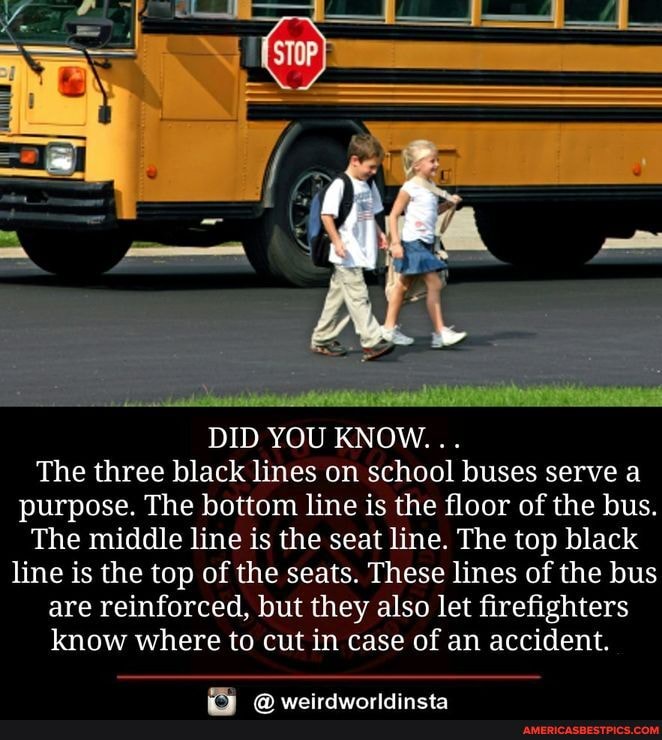 DID YOU KNOW... The three black lines on school buses serve a purpose