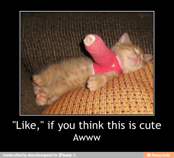 "Like," if you think this is cute - "Like," if you think this is cute
Awww