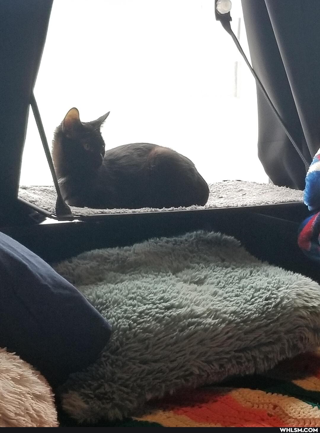 cat, aww, kitten