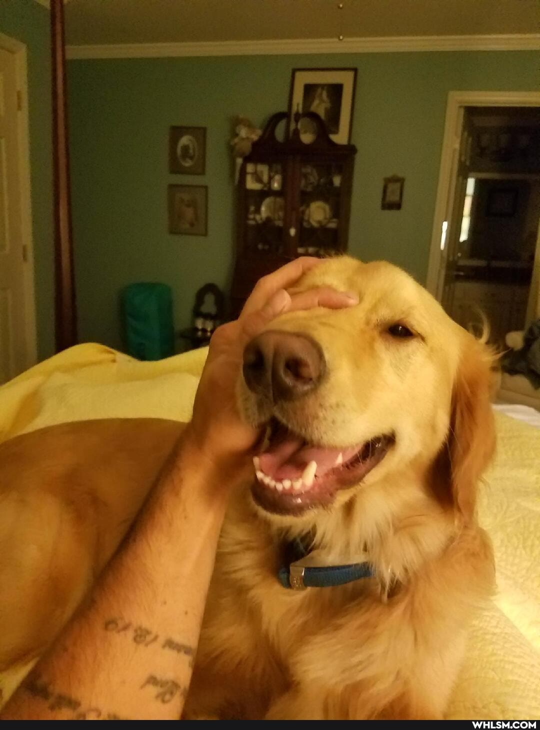 doggo, help_me_imgur, advice_animals