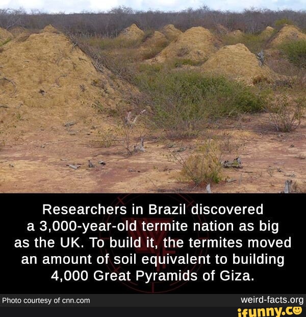 Researchers in Brazil discovered a 3,000-year-old termite nation as big ...