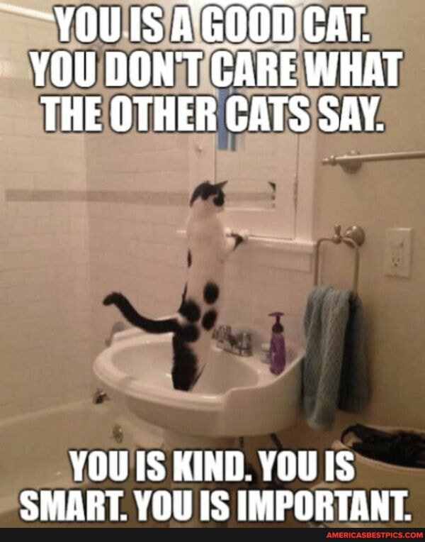 YOU IIS A GOOD CAT.
YOU DON'T CARE WHAT THE OTHER CATS SAY.
YOU TS KIND. YOUIS SMART. YOU IS IMPORTANT.